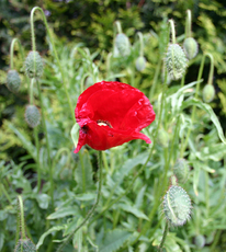 Klatschmohn-4.jpg